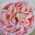 Rózsaszín - Virágágyi grandiflora - floribunda rózsa - Grüss an Aachen